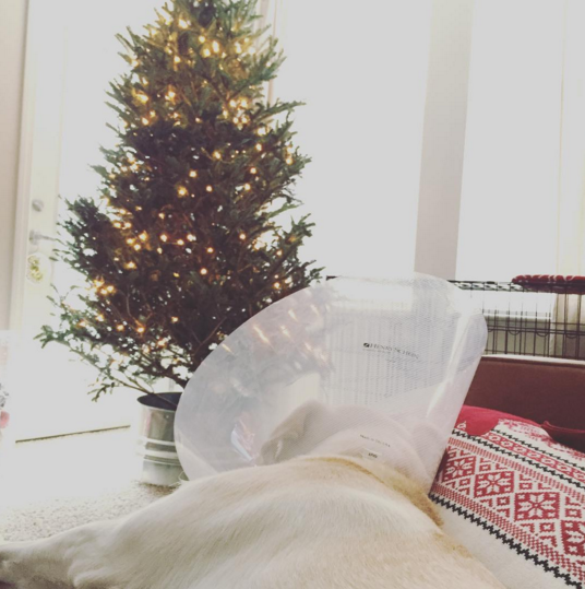 Screen Shot 2015-12-13 at 3.14.14 PM.png