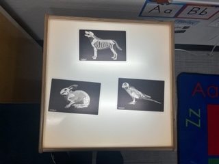 Light table with animal x-ray pictures. 