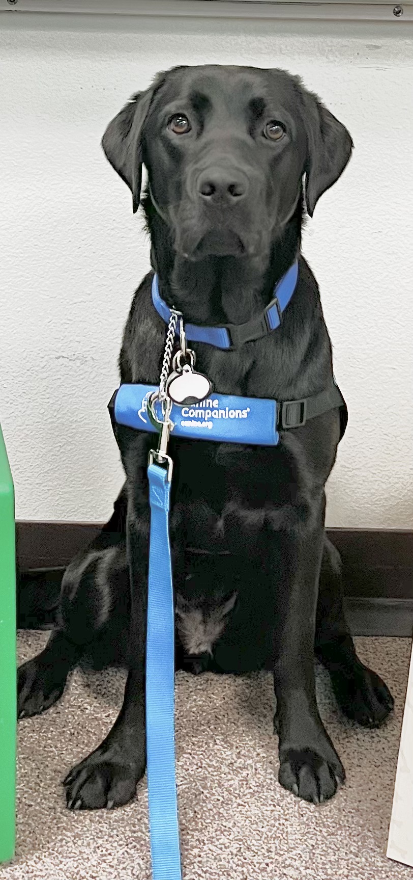 Canine companions facility dog, black lab golden cross