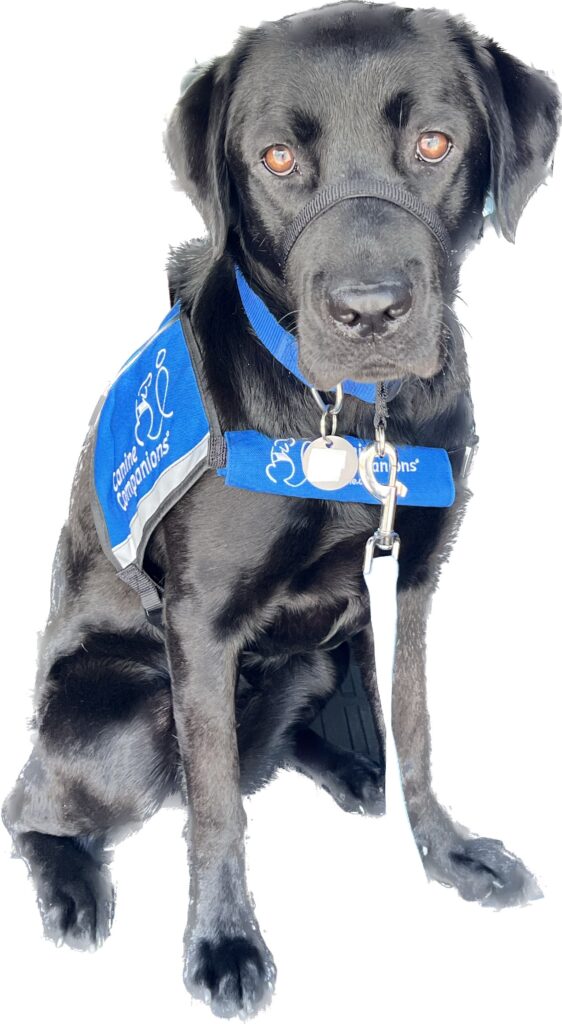 Black lab/golden cross dog wearing a vest and gentle leader that is a service dog in the classroom. 