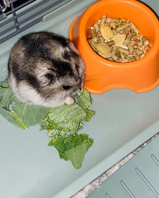 A gray hamster eating lettuce next to an range food bowl