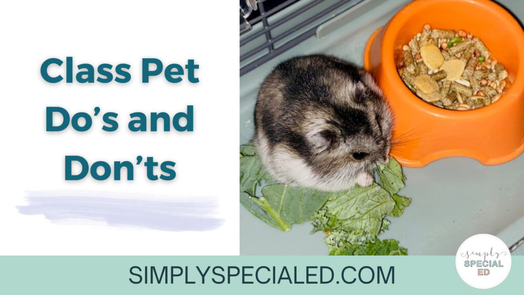 The article title, "Class pet Do's and Don't" is on the left. On the right is an image of a small gray hamster eating lettuce next to an orange food bowl.