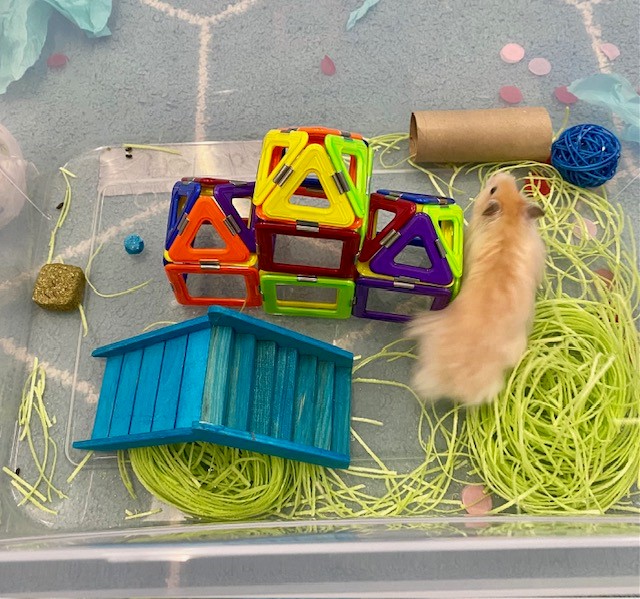 A tan hamster is shown inside of a large clear plastic bin. Inside the bin there is paper grass and assorted wooden hamster toys,