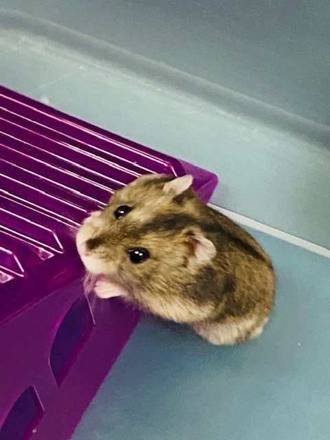 A small gray hamster is standing up next to a purple plastic staircase toy.
