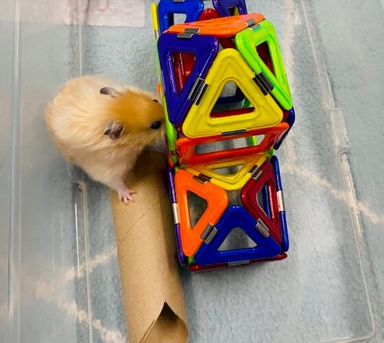 A tan hamster is inside a clear plastic bin with assorted toys, including a paper towel tube and a colorful plastic jungle gym.