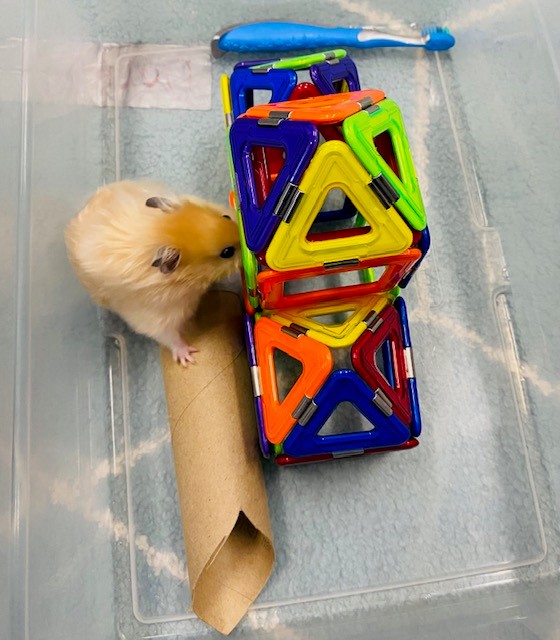 A tan hamster is inside of a plastic bin with toys including a paper towel tube and a colorful plastic jungle gym.