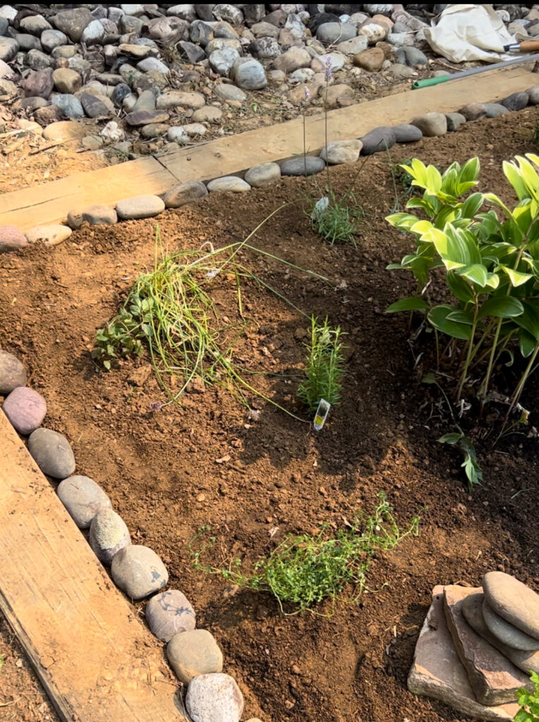 sensory garden that can be used as parts of a sensory bin. Rocks line the  raised bed with small green plants that had just been planted.