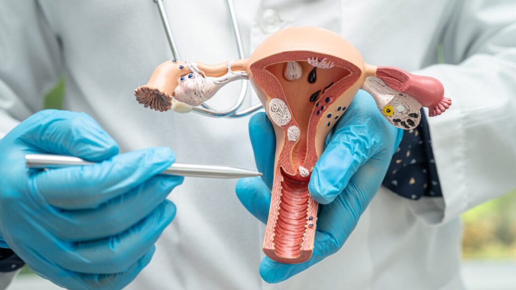 a gloved pair of hands demonstrates a topic using a plastic anatomy model of a female reproductive system