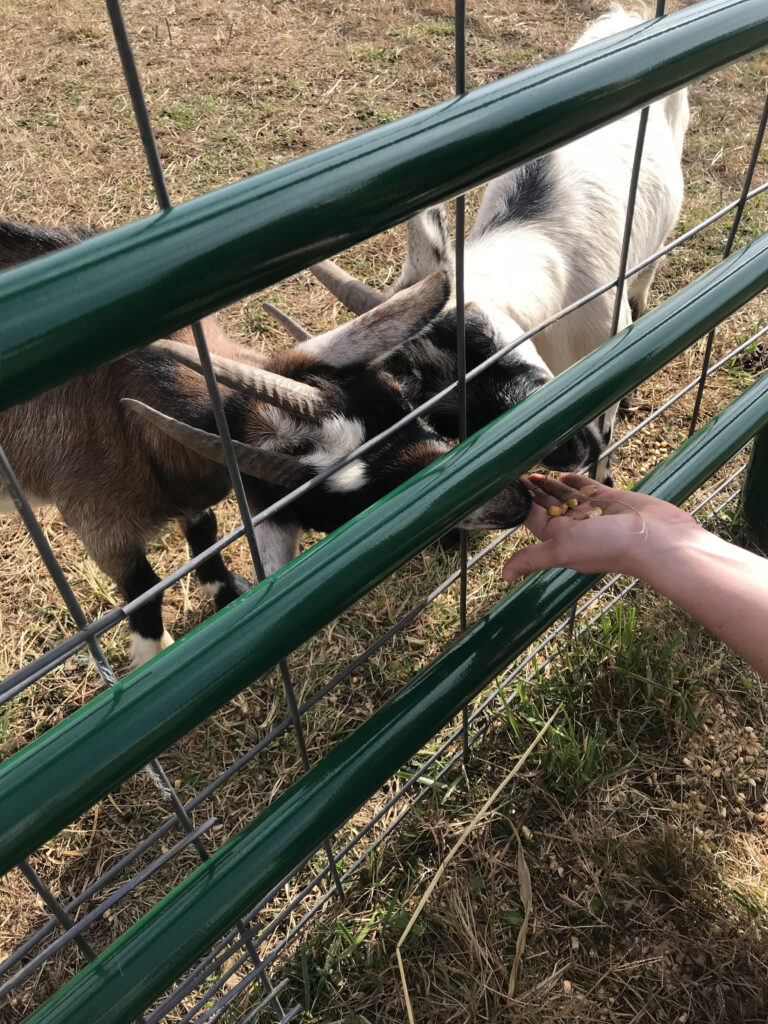two goats in a petting zoo being fed